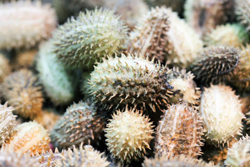 African wild cucumber Cucumis africanus tropical plant. Shallow depth of field photo