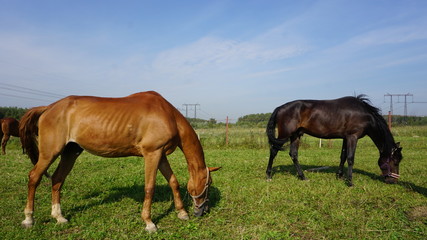 Fototapeta na wymiar A horse on a Farm
