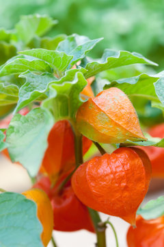 Orange physalis exotic fruit nightshade family Solanaceae subtropical plant close-up photo. Selective focus