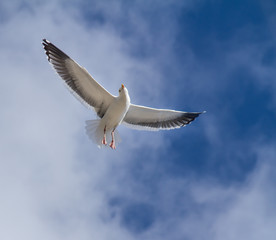 Soaring Seagull / Seagull with outstretched wings on blue sky with white clouds.