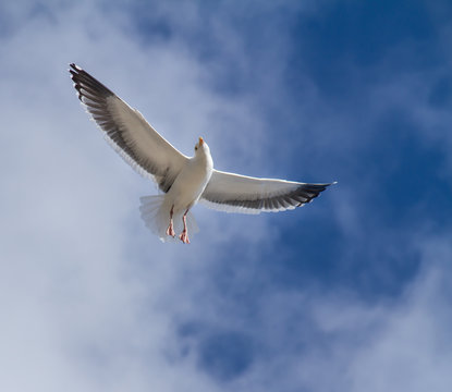 Soaring Seagull / Seagull with outstretched wings on blue sky with white clouds.