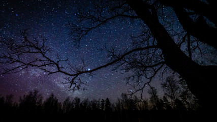 colorful milky way galaxy seen in night sky through black trees