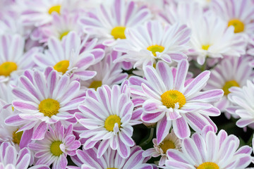 Fototapeta na wymiar Violet chrysanthemums floral background. Colorful white pink yellow mums flowers close-up photo. Selective focus