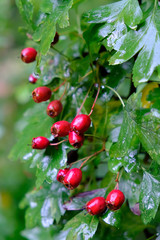 Riped, red hawthorn (also called thornapple) berries at autumn.