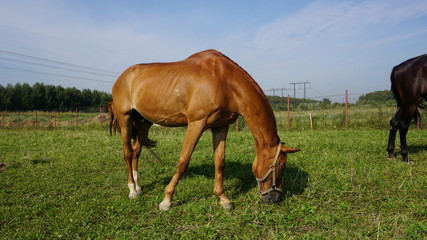 A horse on a Farm