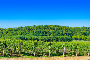 Fototapeta na wymiar View of Vineyard Rows in Front of Forest