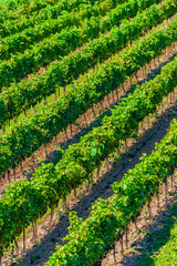 High Angle View of Diagonal Rows of Grape Vines in a Vineyard