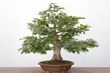 Papier Peint photo Bonsaï European or Common Beech (Fagus sylvatica) bonsai on a wooden table and white background