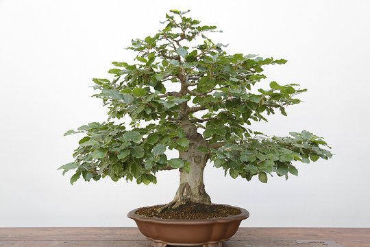 European or Common Beech (Fagus sylvatica) bonsai on a wooden table and white background