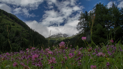 Obraz premium Flower field