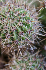 Cactus y gotas de lluvia
