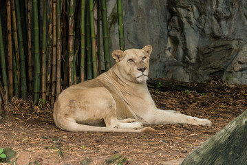 A white lion is resting under the bamboo trees.