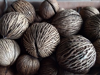 Lots of Pong Pong (Cerbera Odollam)