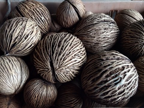 Lots of Pong Pong (Cerbera Odollam)