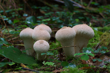 Flaschenst&auml;ubling