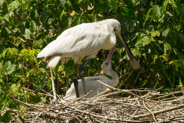 Uccello spatola bianca con cucciolo