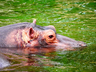 Fototapeta premium Hippopotame