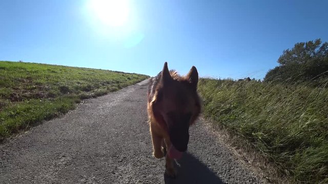Owczarek długowłosy . German Shepherd Dog&rsquo;s 