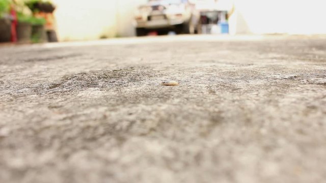 Worm walk on concrete