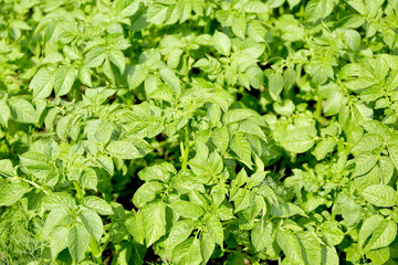 Potato plants, closeup