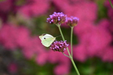 Clouded White Butterfly, U.K.  Close up of an insect on a Verbena plant.