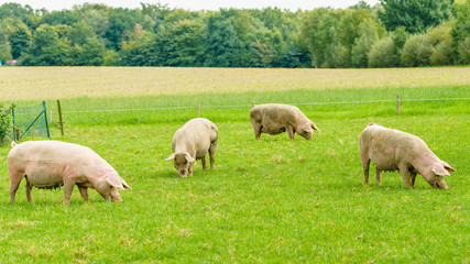 Pigs graze on farm. Pig on green field