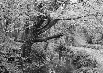 Tree over River