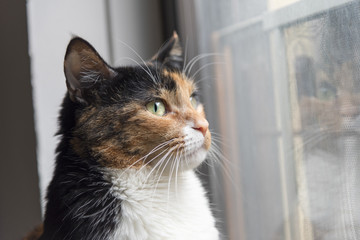 Close up calico cat looking out window