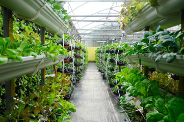 Vegetables are grown using fertigation system. Vegetables can be planted in a small space and...