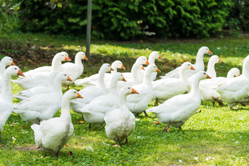Obraz premium goose farm. white geese. white domestic geese grazing in the meadow. Home goose