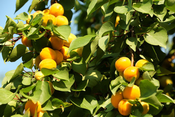 Ripe apricots on tree branches in garden