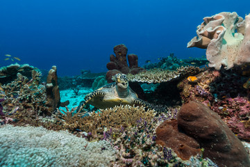 Meeresschildkröte im Korallenriff