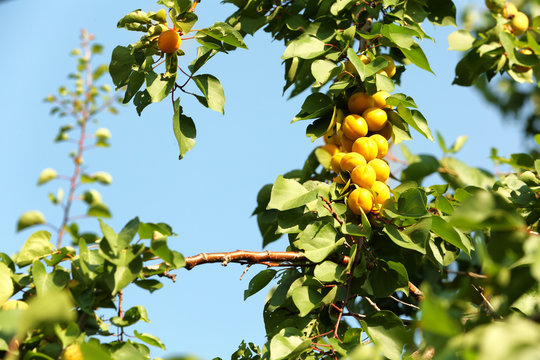 Ripe apricots on tree branch in garden