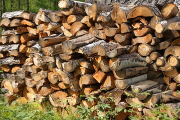 Pile of birch firewood.