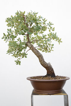 Evergreen oak (quercus ilex) bonsai on a wooden table and white background