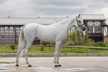 Gray arabian horse outdoors