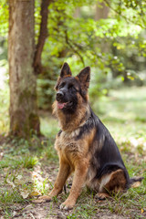 German Shepard dog lay outside under tree