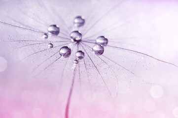 Dandelion with water drops in shades of pink.