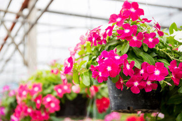 Catharanthus roseus