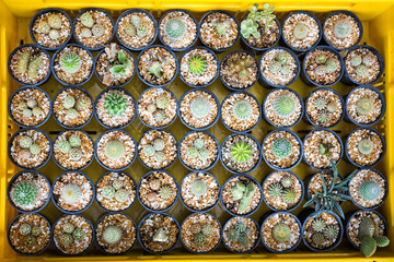 Beautiful background of small cactus in many pot