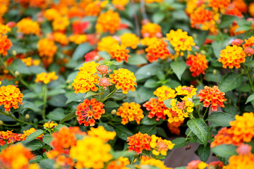 Lantana Camara