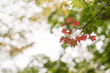 Red maple leaves with green nature use for background  or  wallpaper