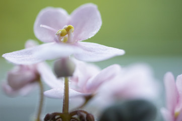 close up of Saint Paulia flower