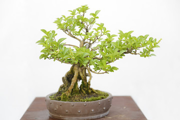 Wild privet (Ligustrum vulgare) bonsai on a wooden table and white background