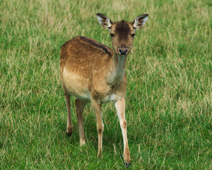 Hirschkalb