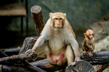 Old brown monkey and son