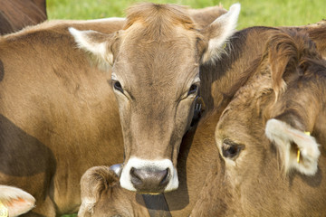 Kühe - Kuscheln - Familie - Allgäu - Braunvieh - niedlich - Viehscheid