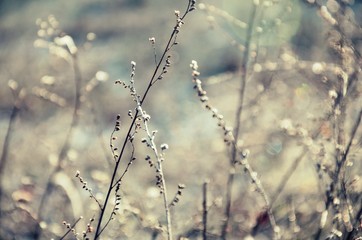 Zimny poranek © Anna