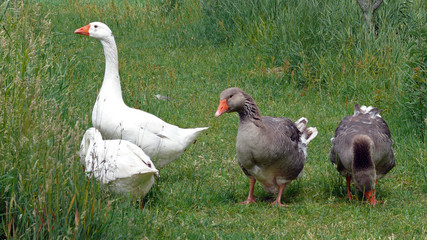 Couple of geese on a meadow