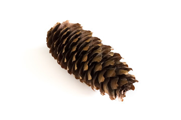 Spruce cone
